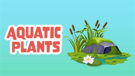 Aquatic Plants Facts for Kids - 5 Powerful Facts about Aquatic Plants - LearningMole