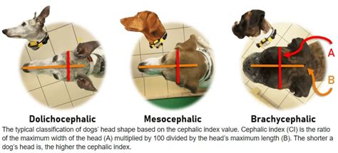 What Is A Brachecephalic Breed Dogmovers