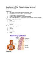 HLSC 2P95 Lecture 6 Docx Lecture 6 The Respiratory System Thursday