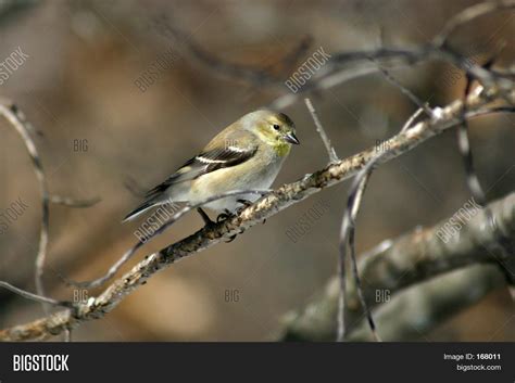 Yellow Finch Image And Photo Free Trial Bigstock