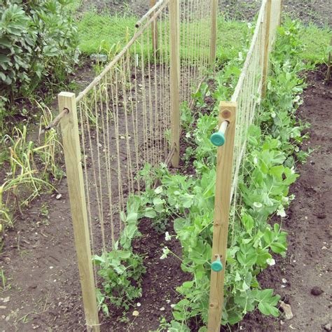 How To Trellis Peas In Your Garden Artofit