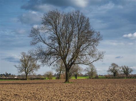 Premium Photo Tree With Bare Winter Branches In A Ploughed Field In