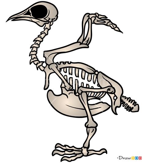 How to Draw Bird Skeleton, Skeletons