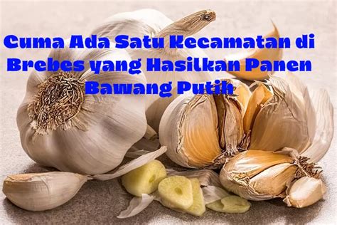 Cuma Ada 1 Inilah Kecamatan Penghasil Bawang Putih Di Kabupaten Brebes