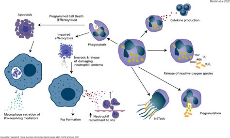 The Role Of The Hostneutrophil Biology Chapple Periodontology