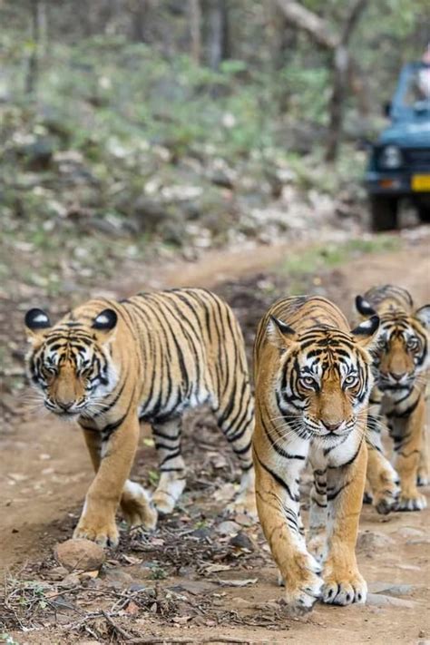 From Delhi Day Golden Triangle Tour With Tiger Safari