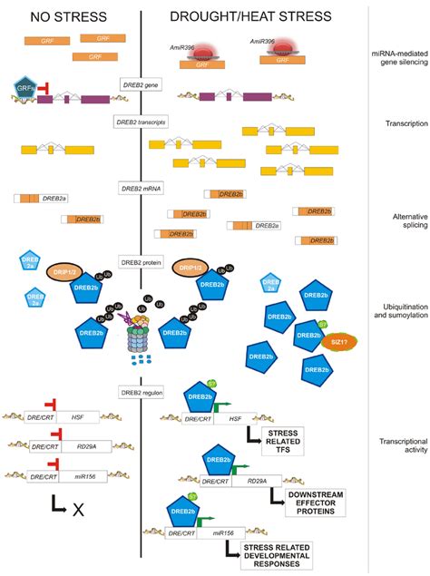 Post Transcriptional And Post Translational Modifications Eventually Download Scientific