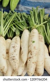 Chinese Radish Raphanus Sativus Linn Cv Stock Photo 491439235