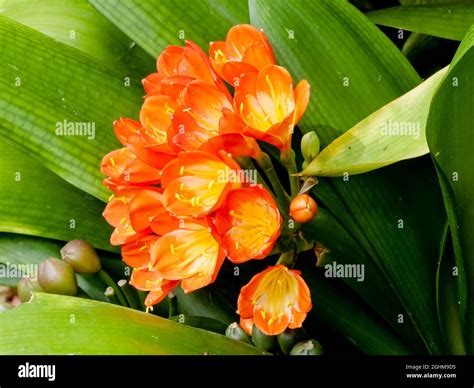 Clivia Miniata Hi Res Stock Photography And Images Alamy