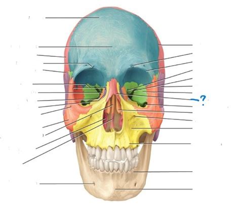 BIOL 1410 The Axial Skeleton Facial Bones Flashcards Quizlet