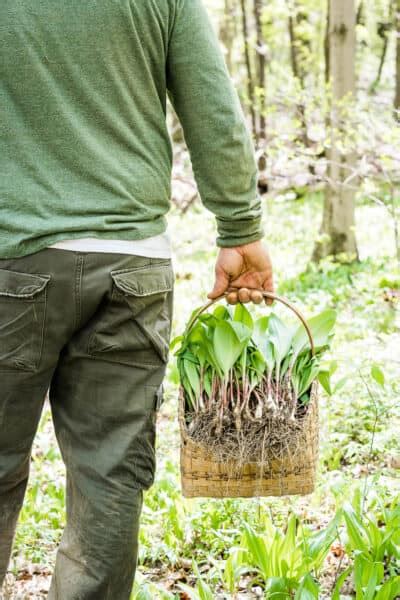 20+ Best Wild Ramps Recipes – Health Starts in the Kitchen