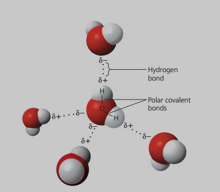 Bond Covalent Bond In Water