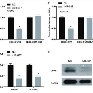 CDK6 Was A Target Of MiR 637 A B Luciferase Assay Detects The