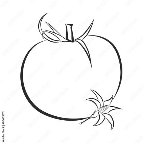 Black and white outline of tomato and tomato flower Stock Vector ...