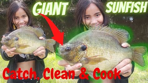 Shellcracker Fishing Catch Clean And Cook Redear Sunfish Fishing