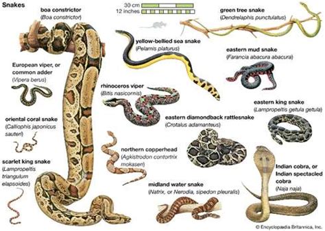 Snakes-drawing-image.jpg – SnakeWorld.org