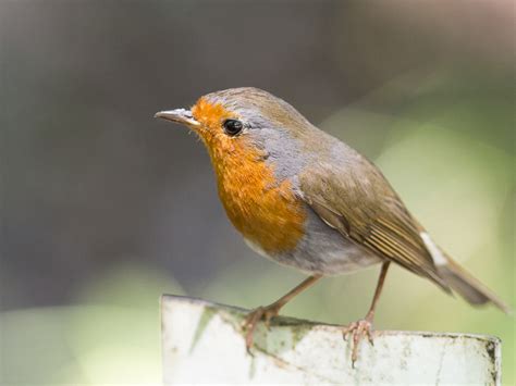 European Robin (Erithacus rubecula)