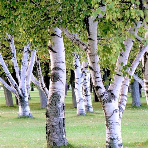 White Paper Birch Tree Seeds Betula Pendula European Flaky Etsy Canada