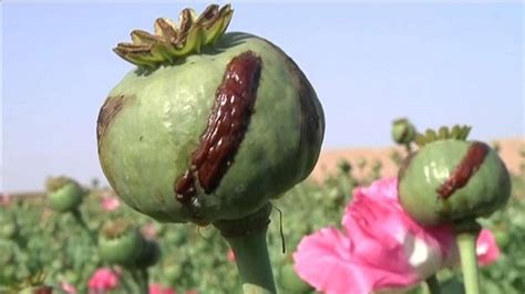 Myanmar S Opium Crop Plummets But No Victory Over Asia S Narco Boom