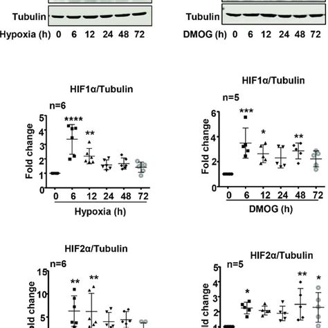 Hypoxia and DMOG upregulated HIF1α and HIF2α levels in HUVECs A