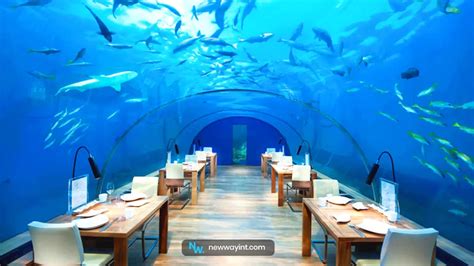 Introducing the 5 best seafood restaurants in Dubai Address and photo 2024