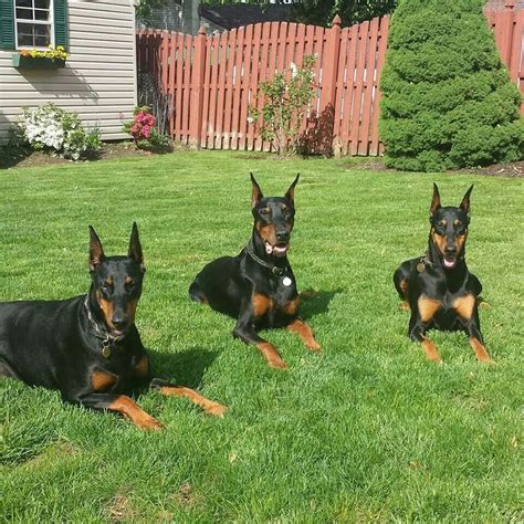 Black Doberman gang | Black doberman, Doberman, Dobermann pinscher