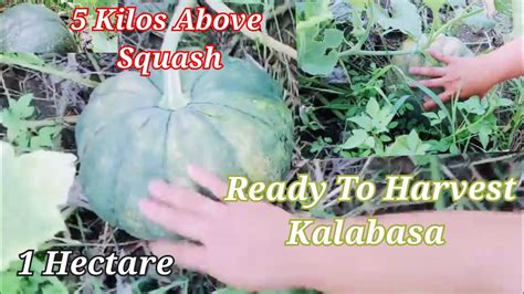 Bigat At Laki Ng Kalabasa Bago Maharvest- 1 Hectare Squash Farming ...