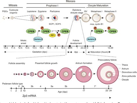 Figure 1 From CPEB Controls Oocyte Growth And Follicle Development In