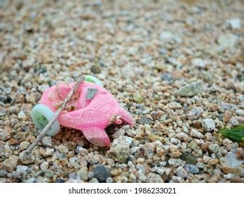 183 Broken Turtle Shell Images, Stock Photos & Vectors | Shutterstock