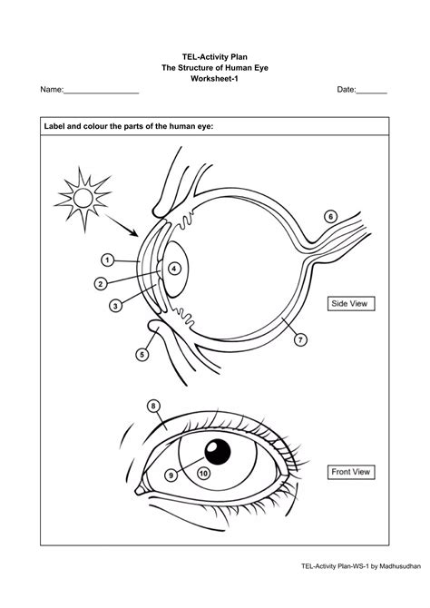 Tel Activity Plan Human Eye Worksheet1 Pdf