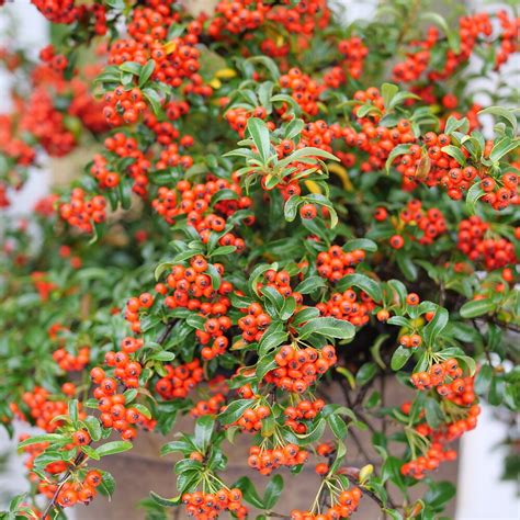 Berry Box XPyracomeles Sp Proven Winners