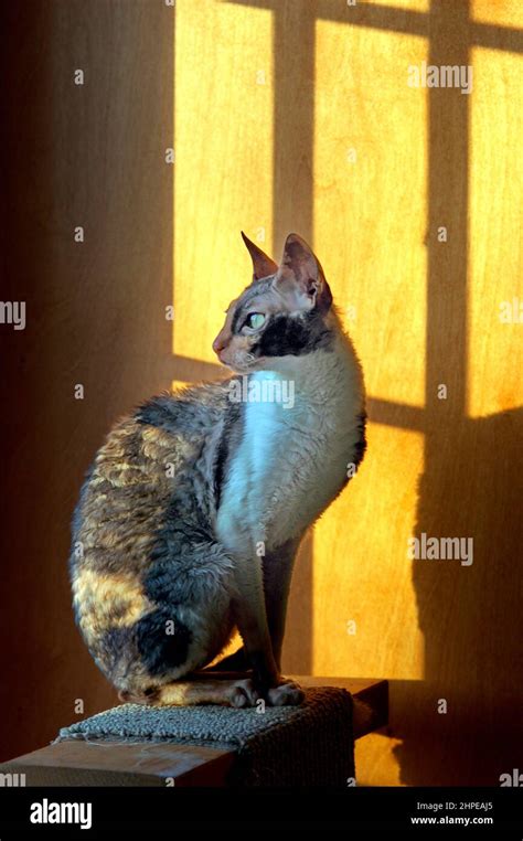 Cornish Rex Female Calico Show Cat Enjoying Sitting In The Sun As It