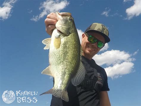 How To Fish A Senko Wacky Rig For Bass Topwater Style