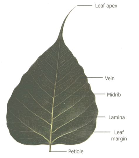 Draw And Explain A Labelled Diagram Of A Leaf