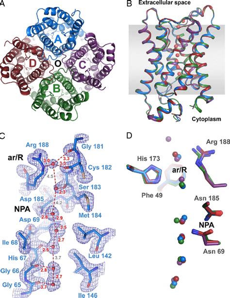 Overview Of Human Aquaporin 5 A Top View Of The Tetramer From The