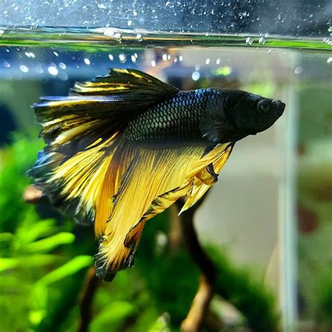 Look The Very Beautiful Halfmoon Tail Mustard Gas Betta Fish Type