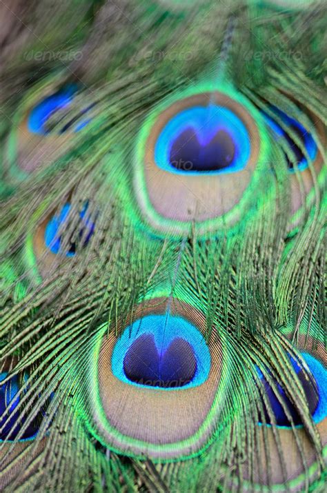 Green Peafowl feather Stock Photo by panuruangjan | PhotoDune