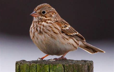 Rare Bird Alert North Carolina Vesper Sparrows At Mid Pines Rd In