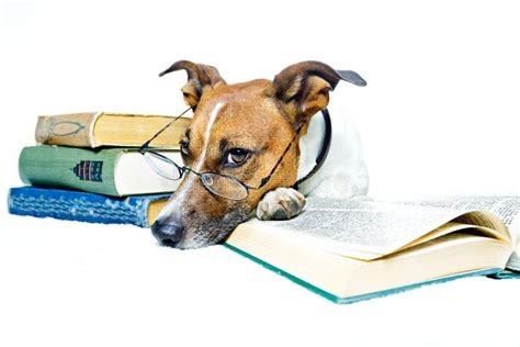 Dog Reading Books Stock Photography - Image: 23266782