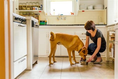 how to make chicken for dogs