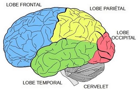 Le cerveau et les fonctions exécutives fondamentales Edumoov Le Blog