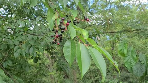 Black Cherry A Complete Guide To Growing Care And Uses Growit Buildit