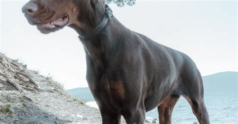 Black and Brown Doberman Standing on a Concrete Ground · Free Stock Photo