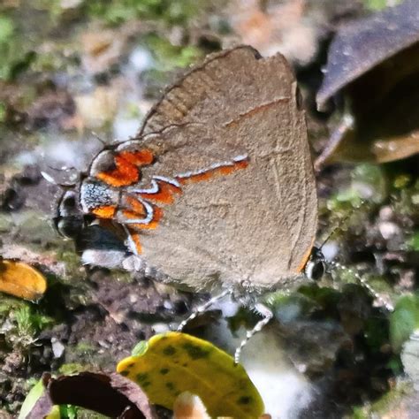 Dusky Blue Groundstreak From Heredia Province Cant N De Santo Domingo