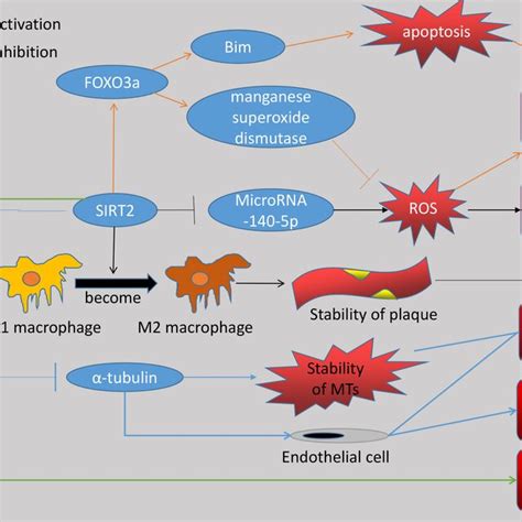 The Figure Shows That Sirt As A Deacetylase Not Only Affects A Variety