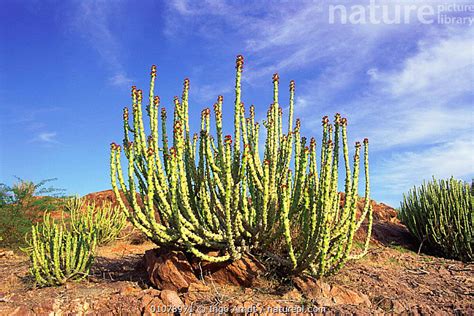 Nature Picture Library Euphorbia ligularia growing in the Thar desert ...