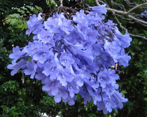 Bonsai Tree Seeds Blue Jacaranda Tree Seeds jacaranda - Etsy UK