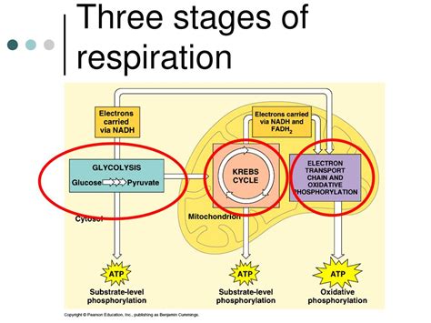 Ppt Cellular Respiration Atp And Glycolysis Powerpoint Presentation