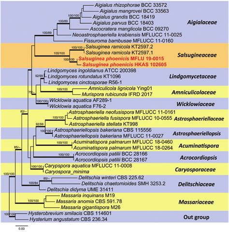 Randomized Axelerated Maximum Likelihood Raxml Phylogram Of