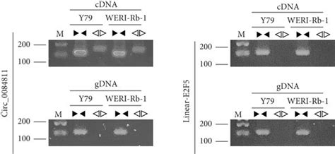 Circ Was Highly Expressed In Rb Cells And Its Loop Structure